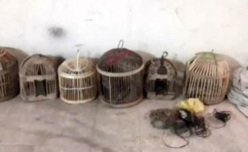 دستگیری متخلف زنده‌گیری کبک در دلفان