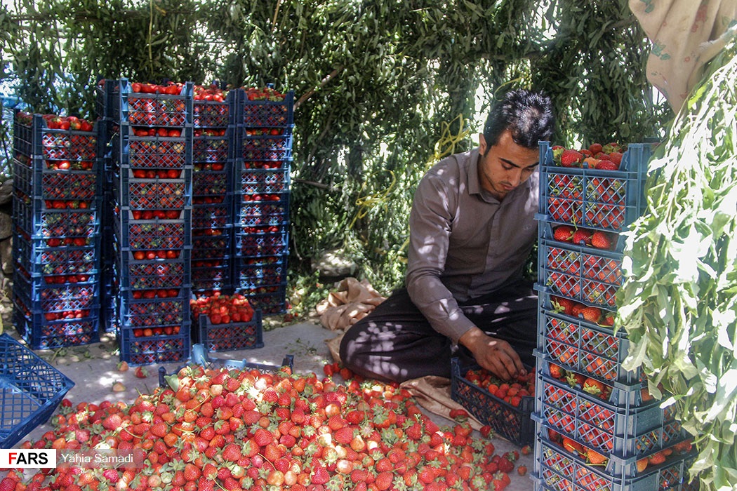 برداشت توت‌فرنگی «روستای شیان» سنندج