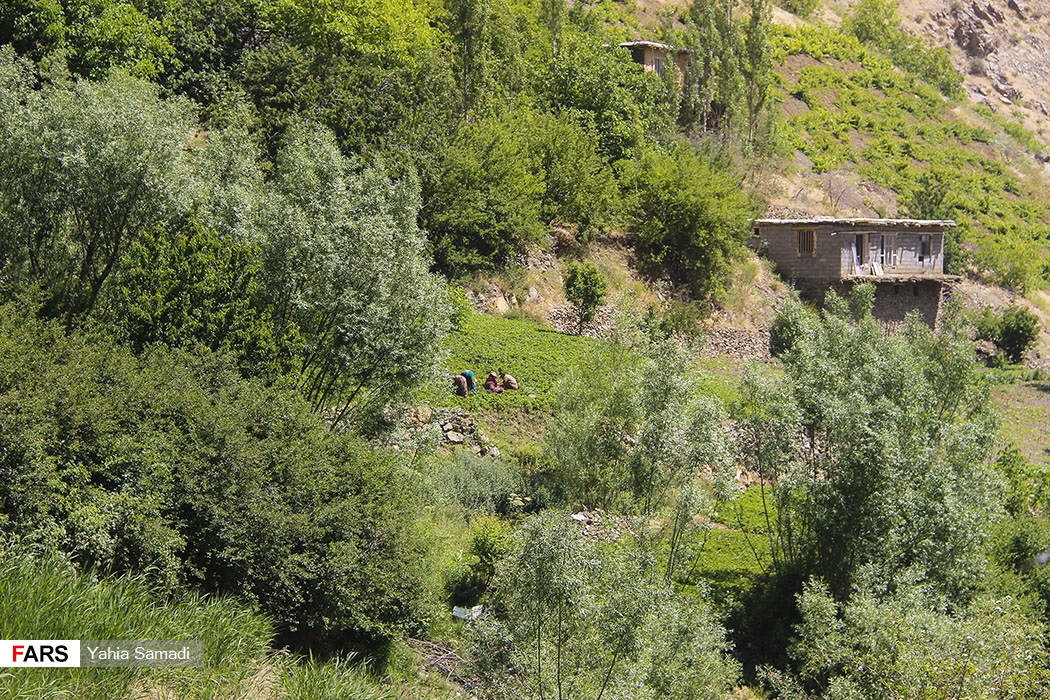برداشت توت‌فرنگی «روستای شیان» سنندج