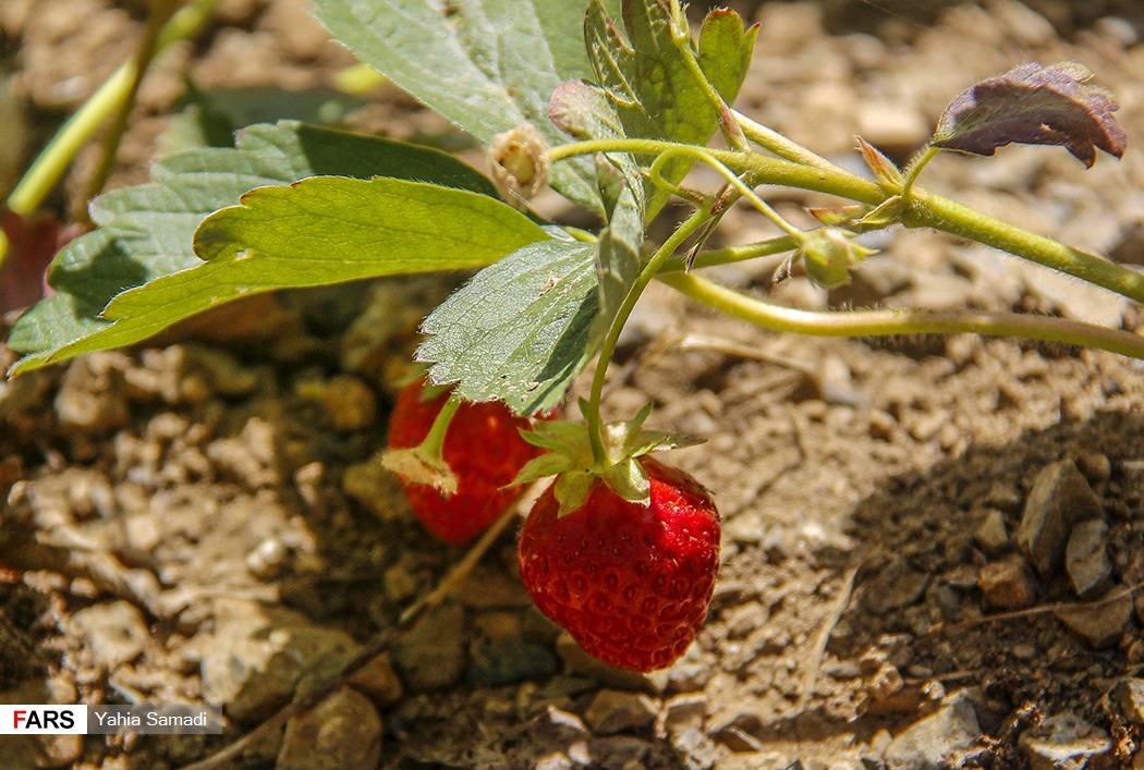 برداشت توت‌فرنگی «روستای شیان» سنندج