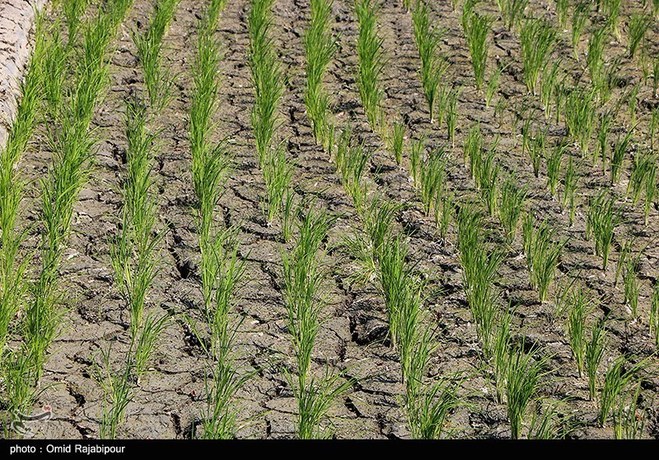 عکس/ کم آبی در شالیزارهای چمنستان املش گیلان