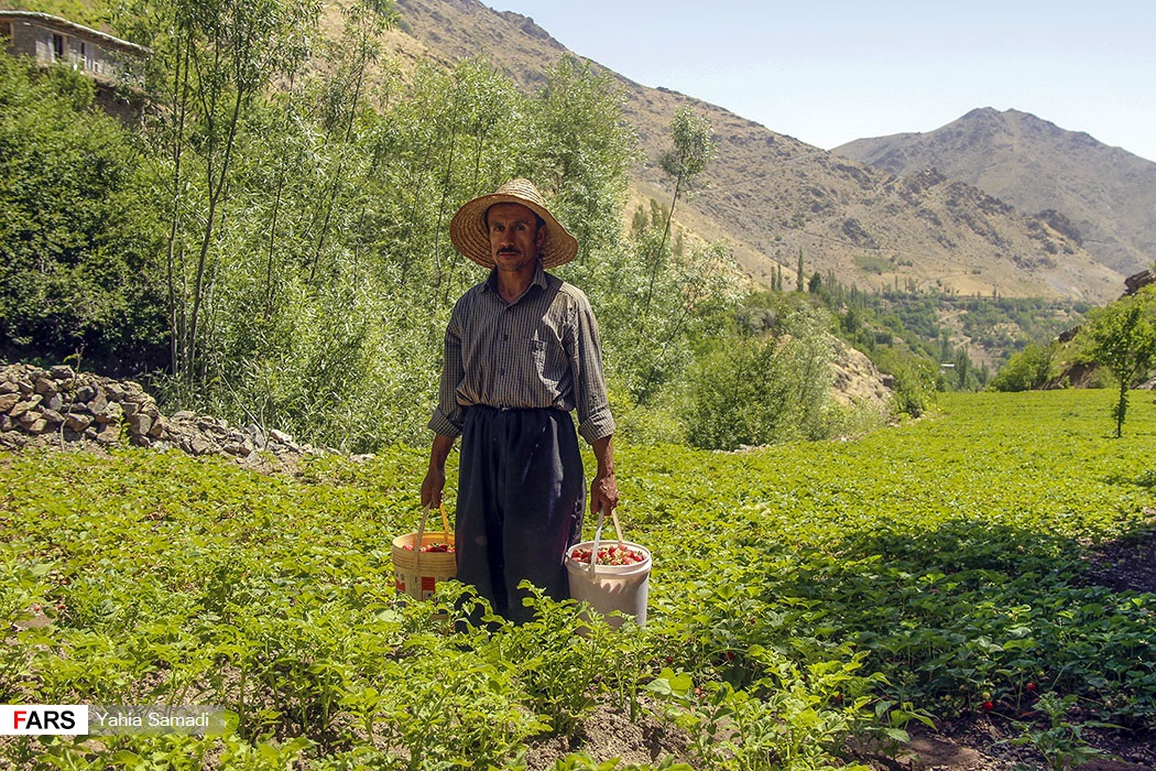 برداشت توت‌فرنگی «روستای شیان» سنندج
