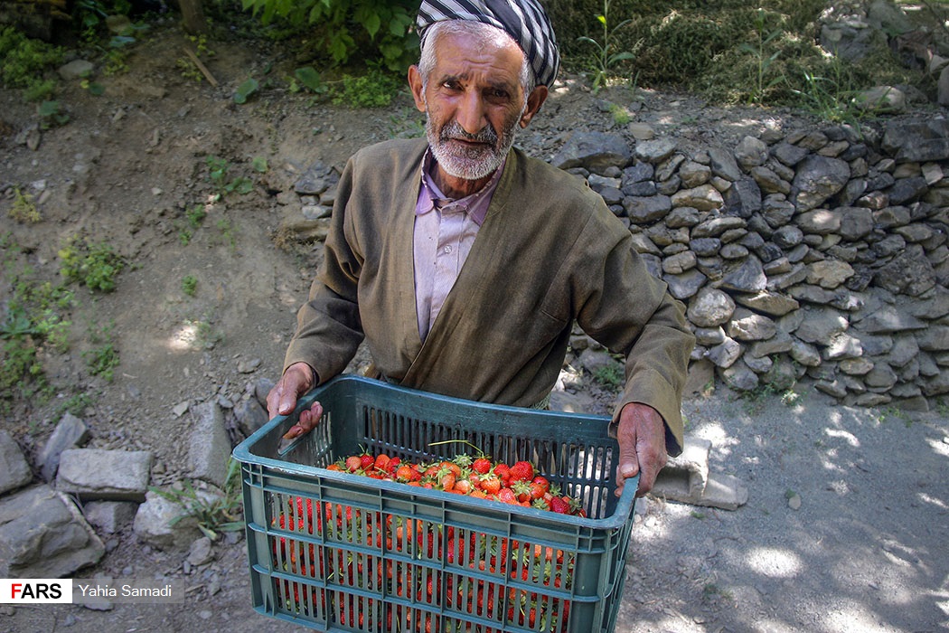برداشت توت‌فرنگی «روستای شیان» سنندج