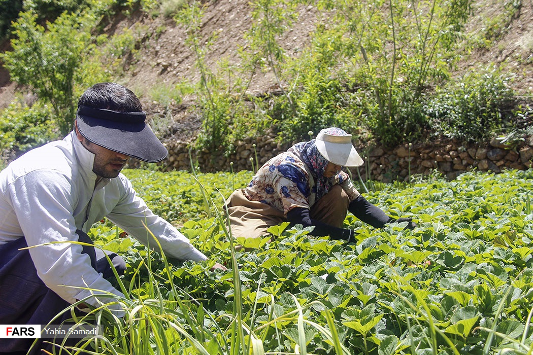 برداشت توت‌فرنگی «روستای شیان» سنندج