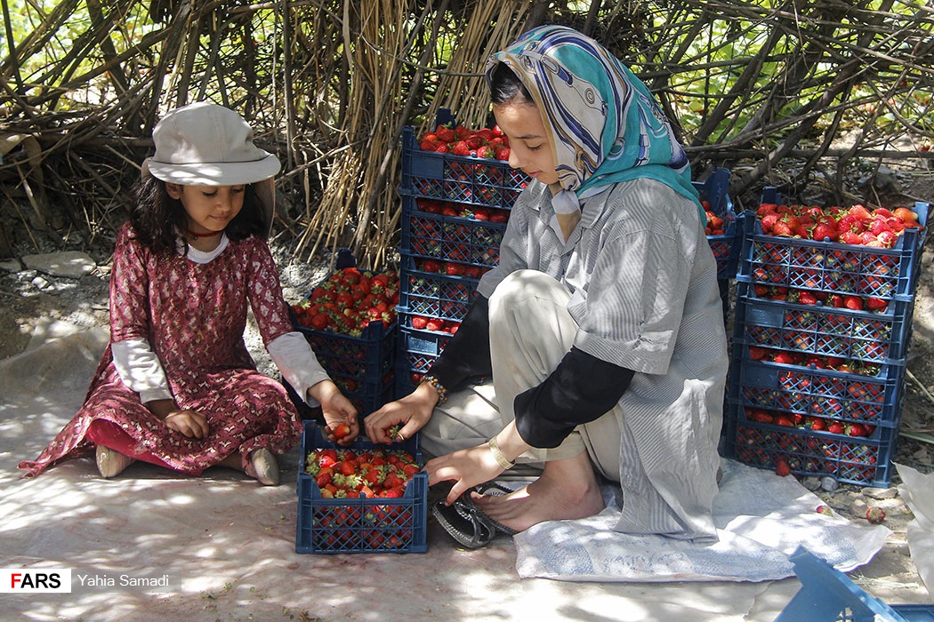 برداشت توت‌فرنگی «روستای شیان» سنندج