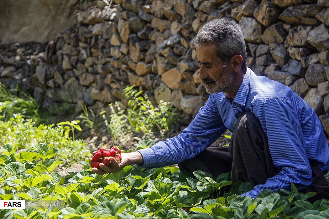 برداشت توت‌فرنگی «روستای شیان» سنندج