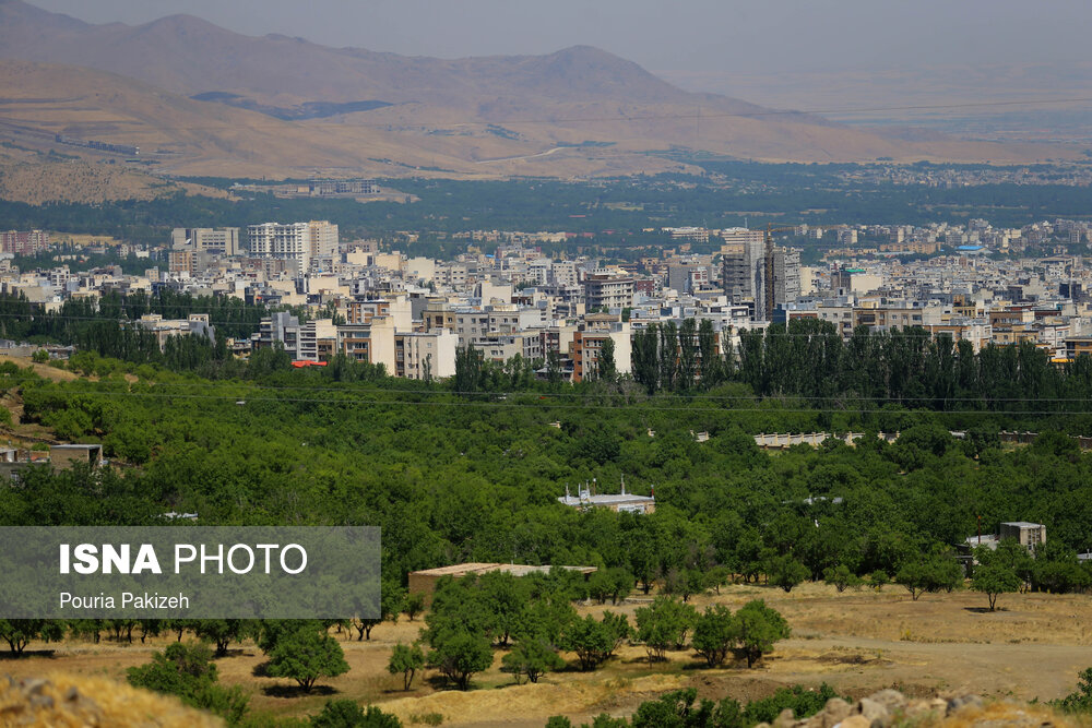 نابودی درختان همدان در سایه ساخت عمارت ها