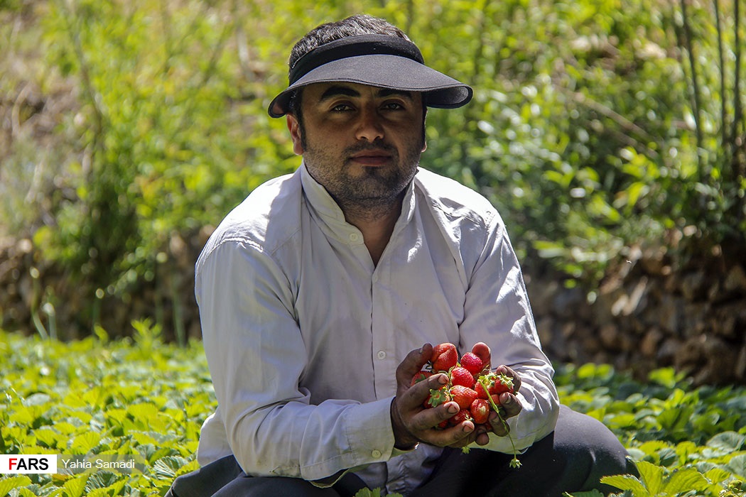 برداشت توت‌فرنگی «روستای شیان» سنندج