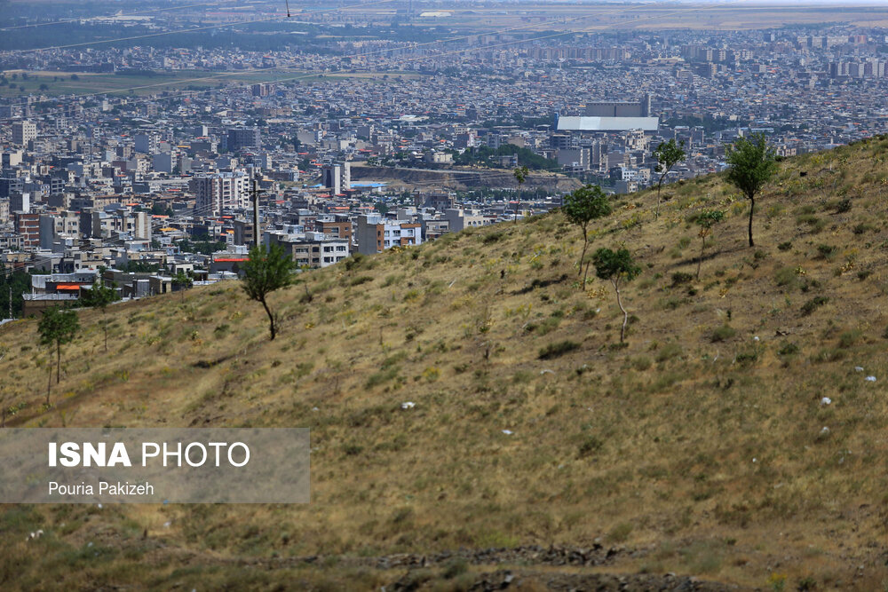 نابودی درختان همدان در سایه ساخت عمارت ها