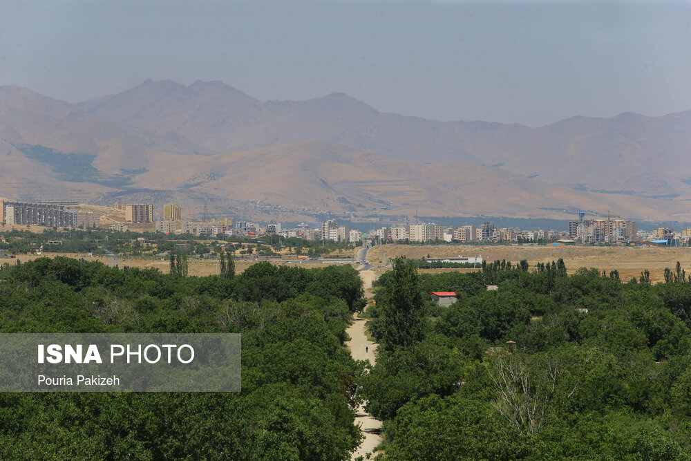 نابودی درختان همدان در سایه ساخت عمارت ها