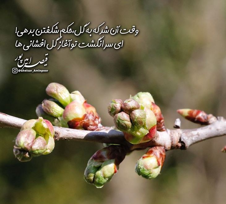 شاعرانه/ "وقت آن شد که به گل حکم شکفتن بدهی" از قیصر امین پور