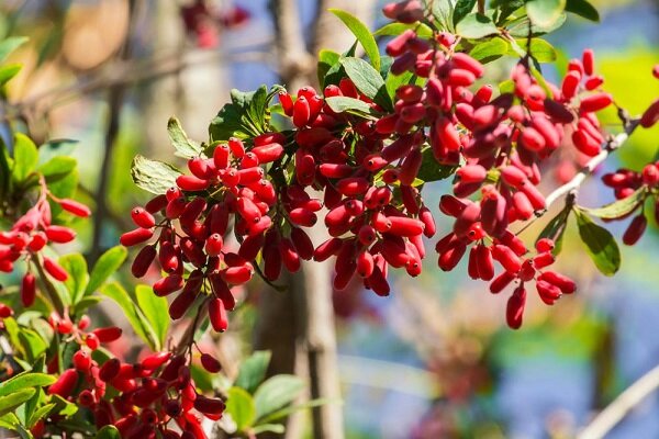 دارورسانی هوشمند برای درمان سرطان با استفاده از عصاره زرشک