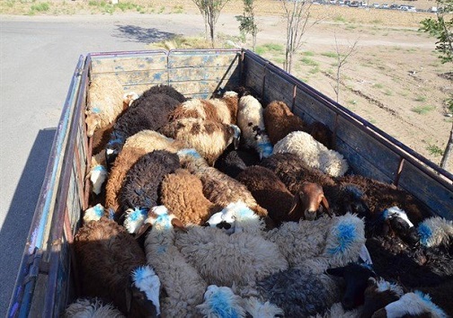 دستگیری سارقان با ۱۹۶ رأس دام مسروقه