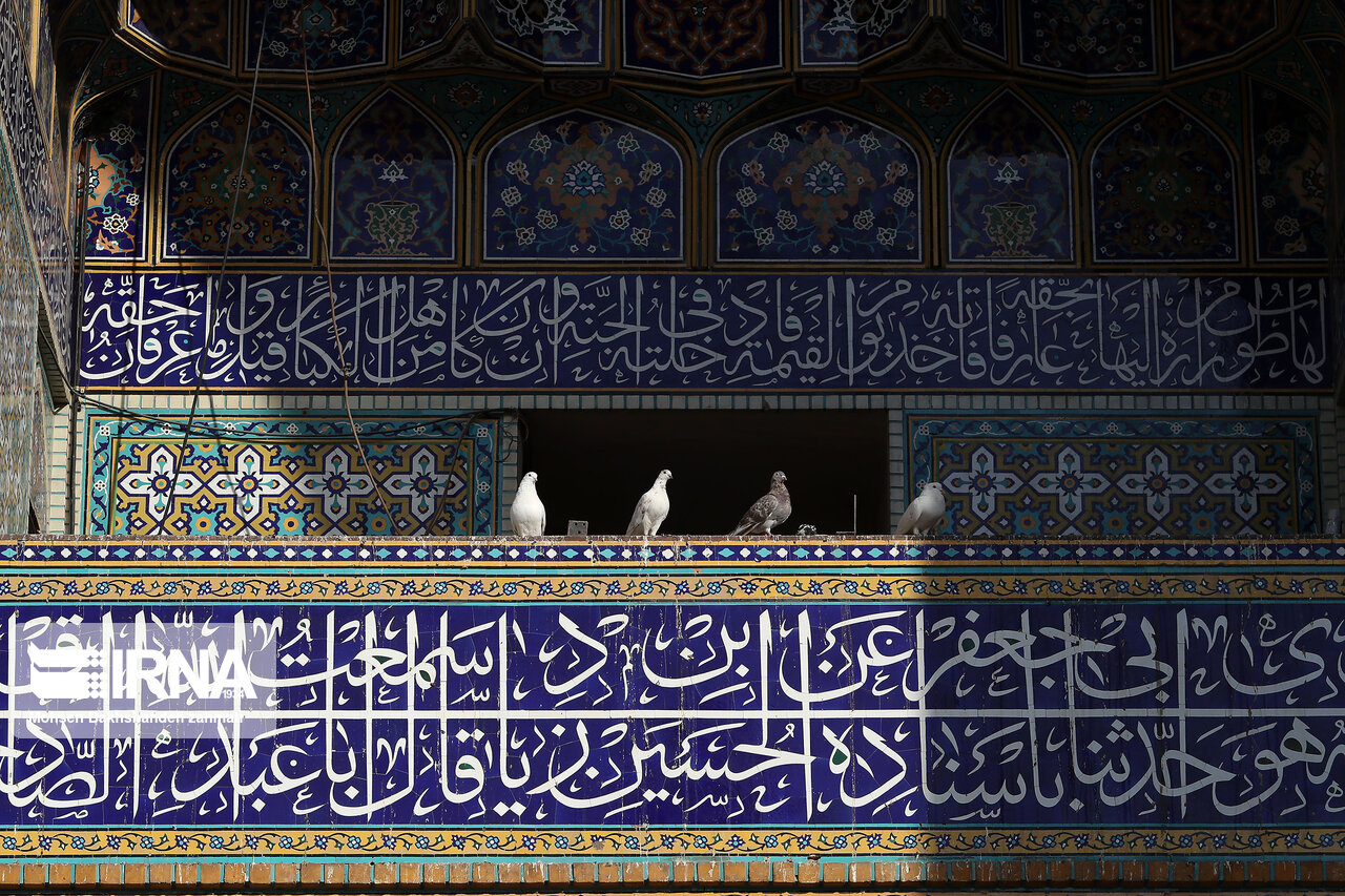 عکس/ همسفر کبوتران حرم