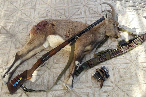 جریمه 25 میلیون تومانی برای شکارچی قوچ وحشی در منطقه حفاظت شده درمیان
