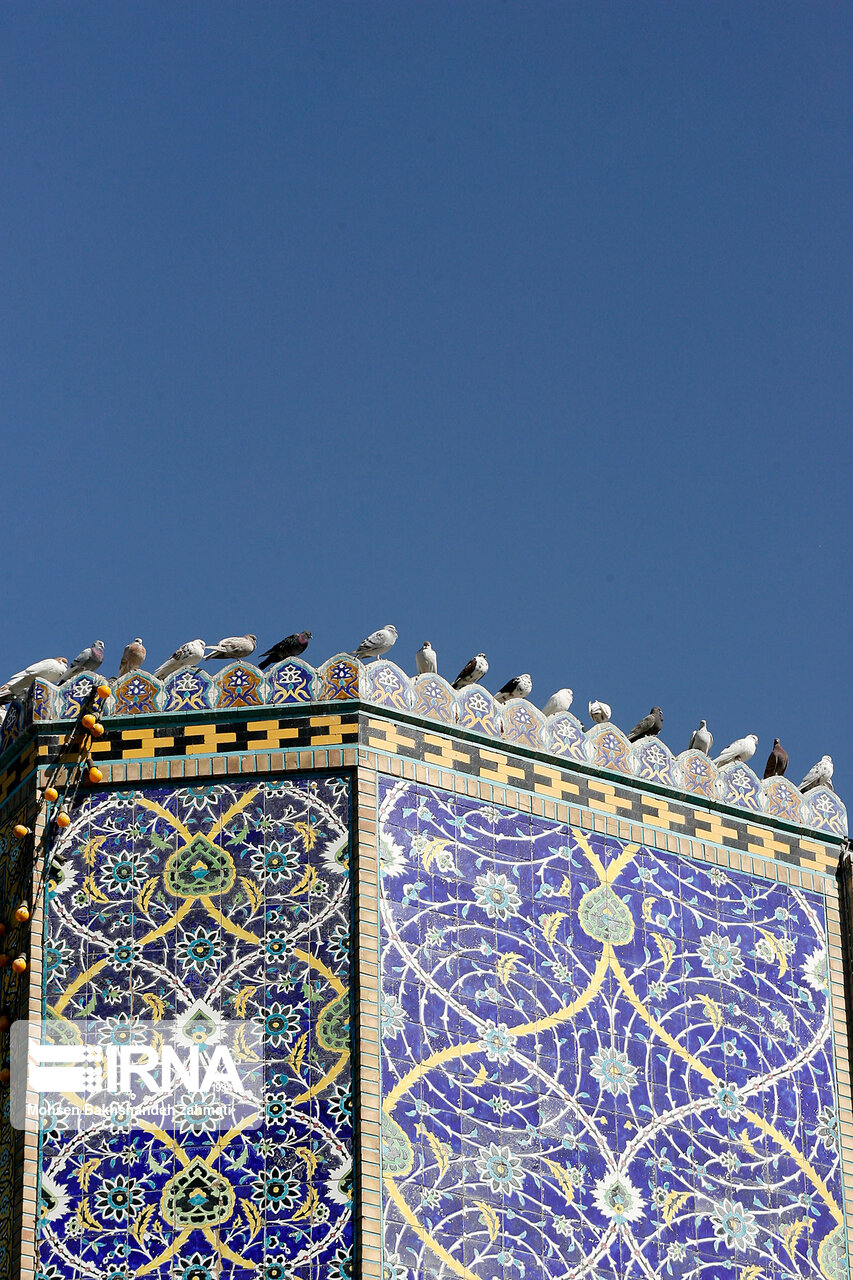 عکس/ همسفر کبوتران حرم