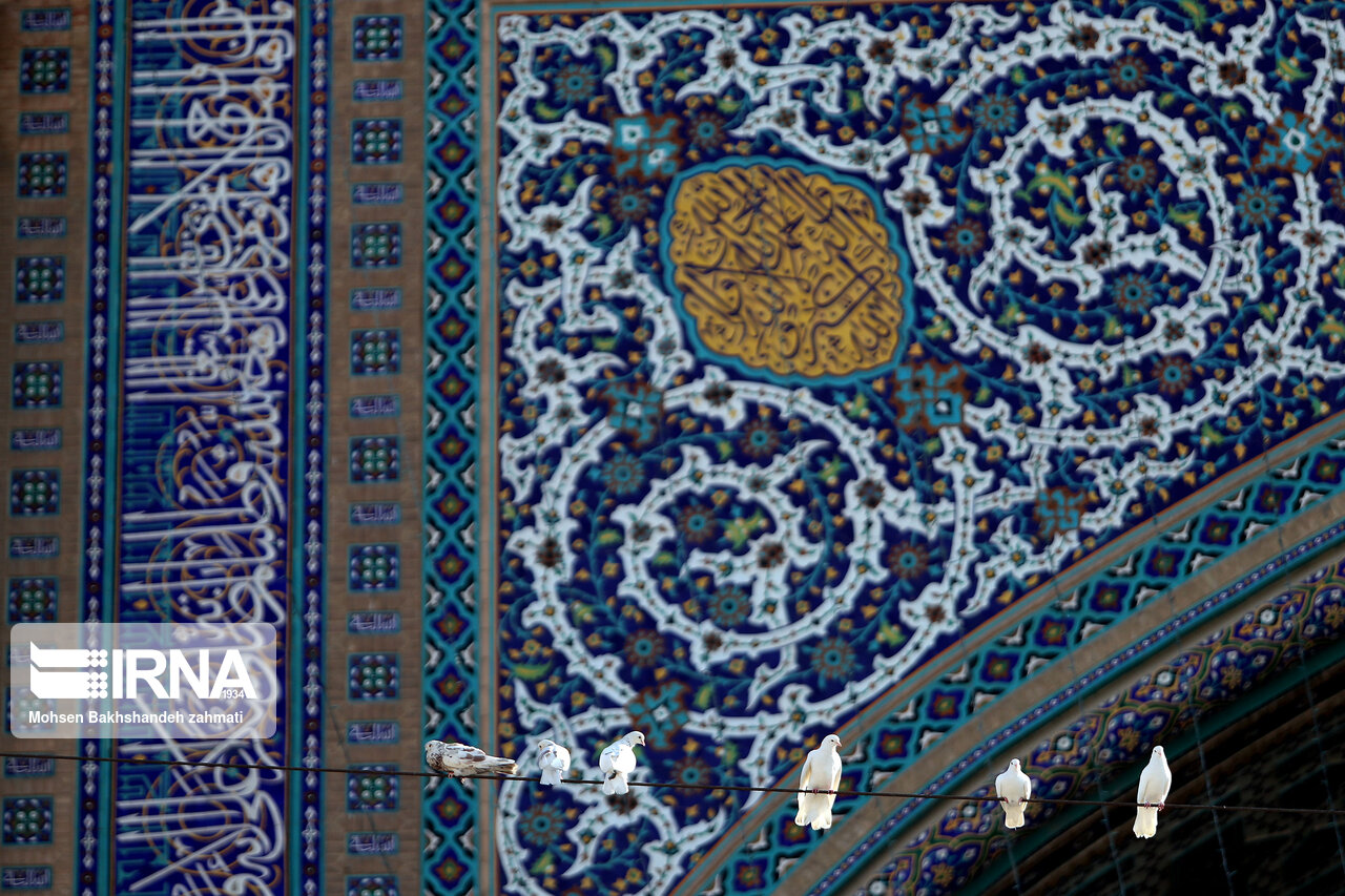 عکس/ همسفر کبوتران حرم