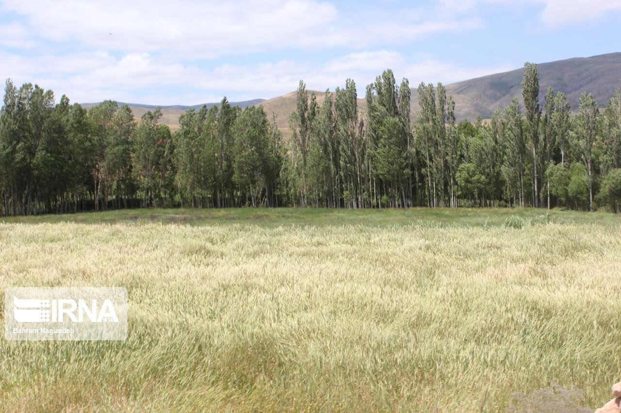 کشتزار گندم در اردبیل 