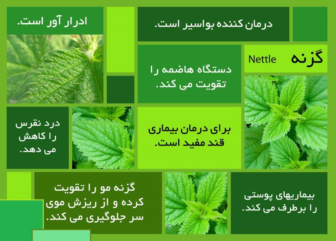 گیاهی که همزمان یبوست، ریزش مو، نقرس، بواسیر و گوارش را سالم سازی میکند