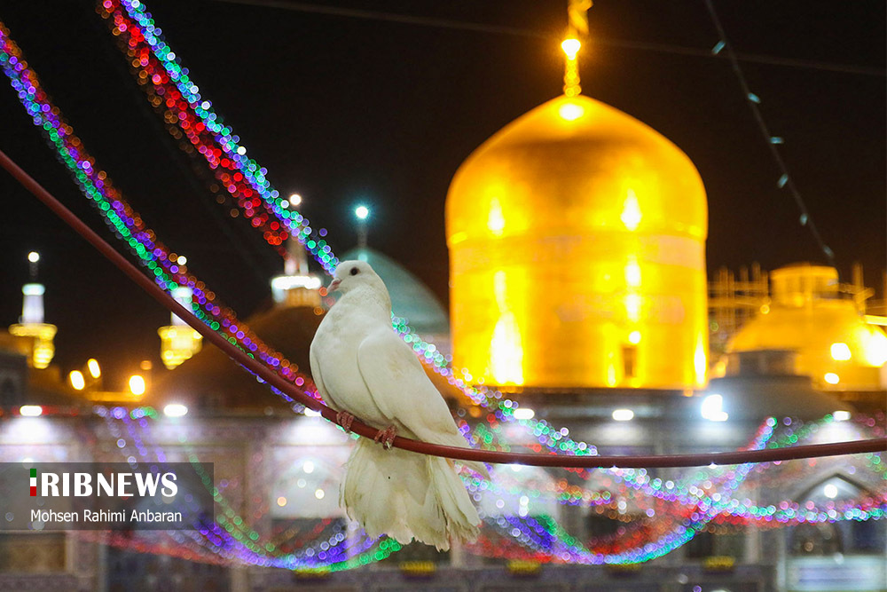 آذین بندی حرم مطهر رضوی در آستانه میلاد امام رضا (ع)