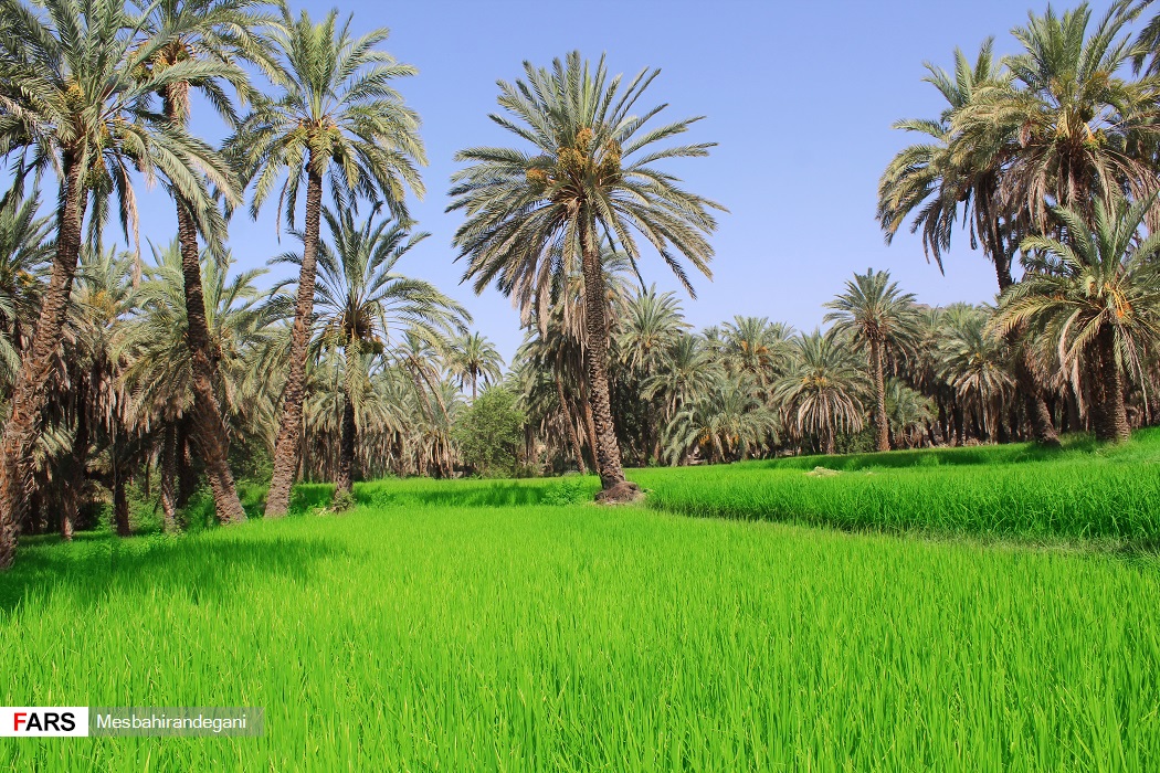  نمایی زیبا از شالیزارهای بخش ایرندگان