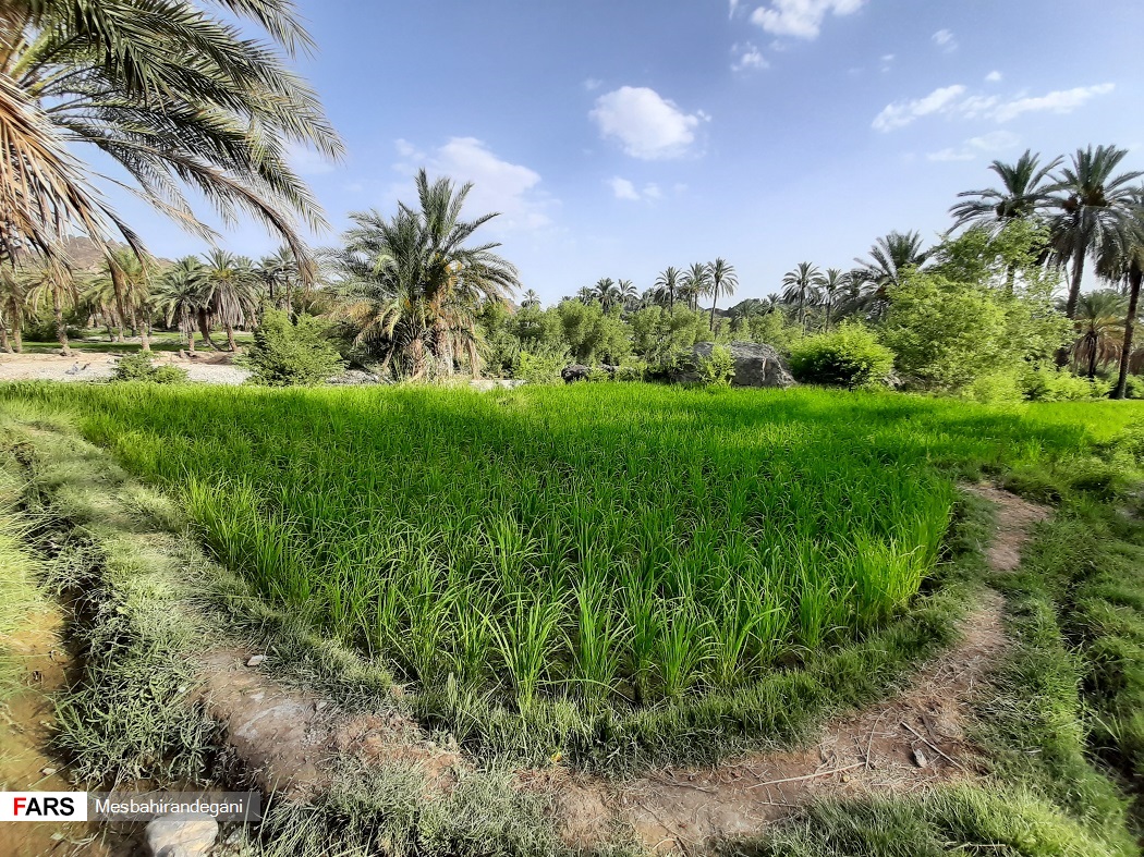  نمایی زیبا از شالیزارهای بخش ایرندگان