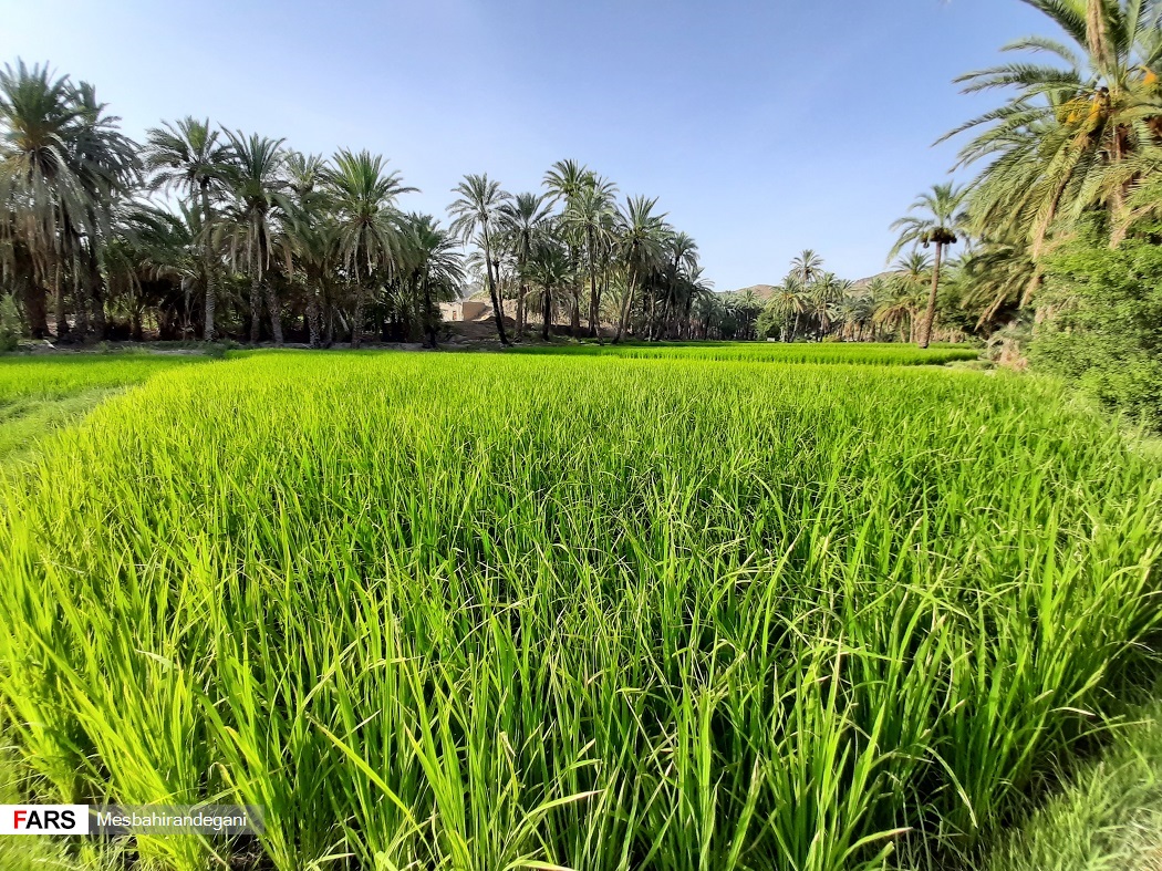 نمایی زیبا از شالیزارهای بخش ایرندگان
