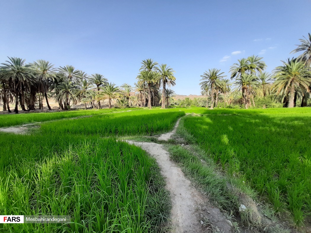  نمایی زیبا از شالیزارهای بخش ایرندگان