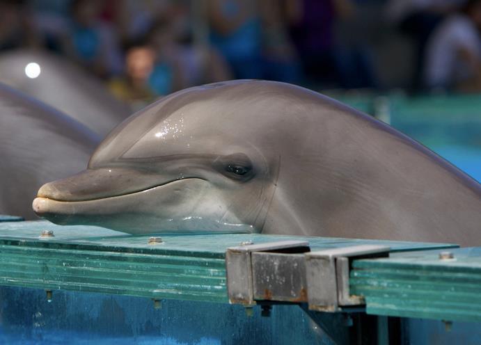 طرح انتقال دلفین بازمانده در برج میلاد به دریای سیاه