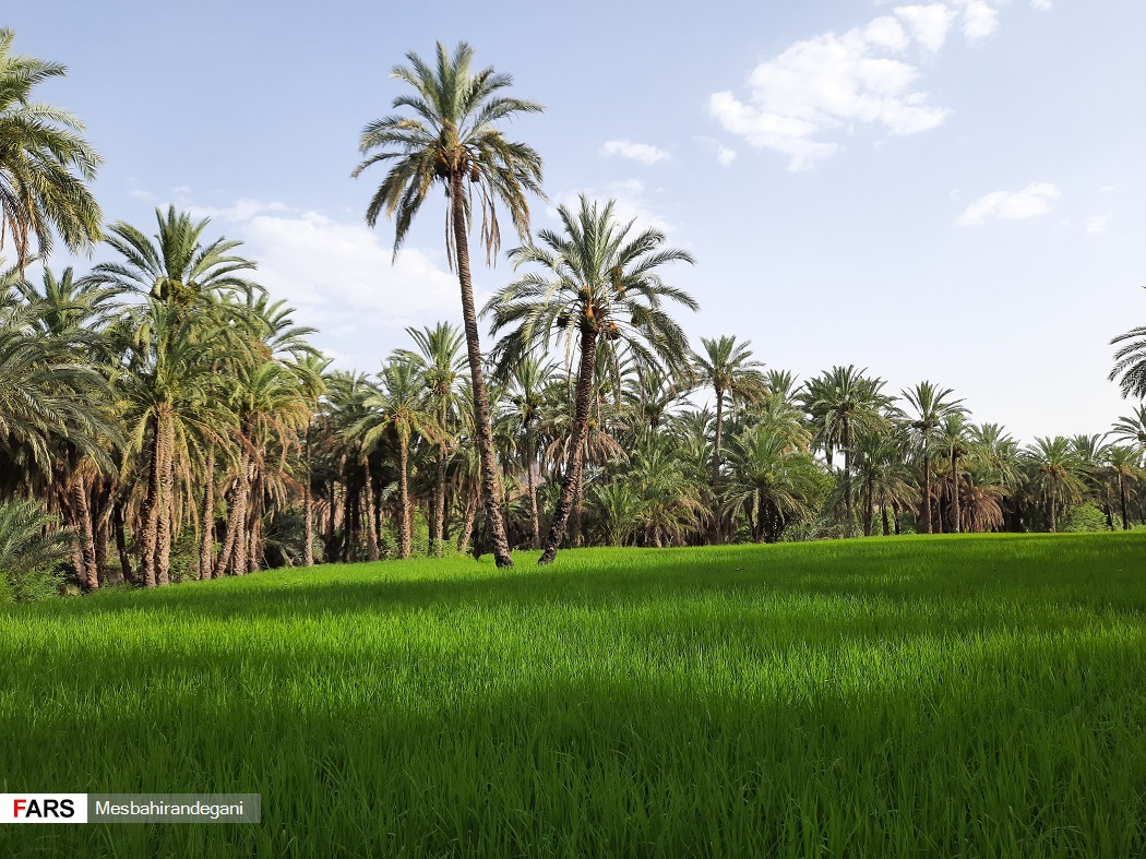  نمایی زیبا از شالیزارهای بخش ایرندگان