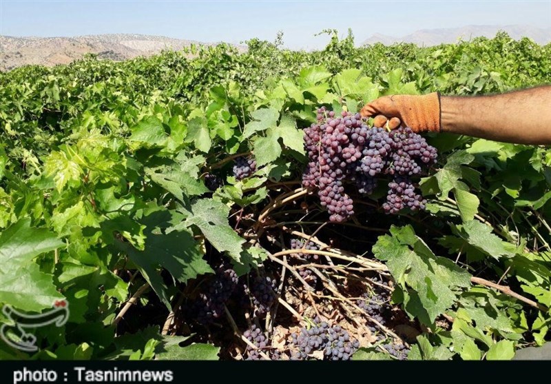 برداشت انگور از تاکستان‌های پلدختر