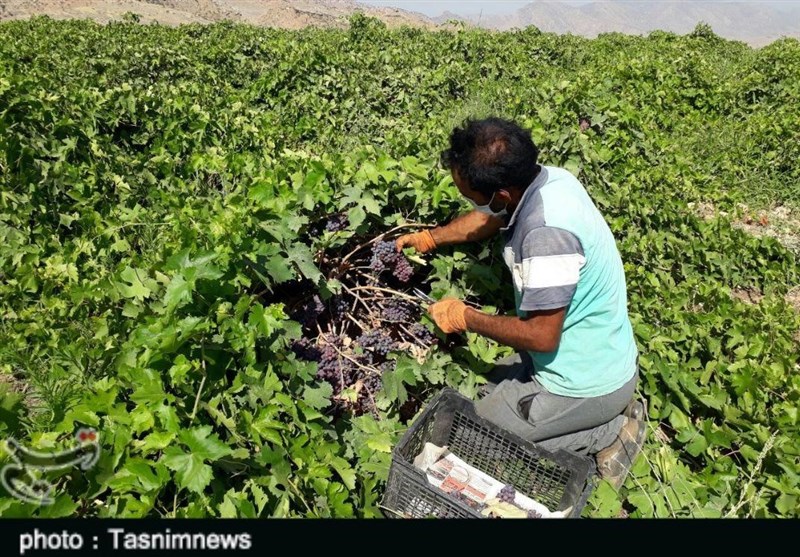 برداشت انگور از تاکستان‌های پلدختر