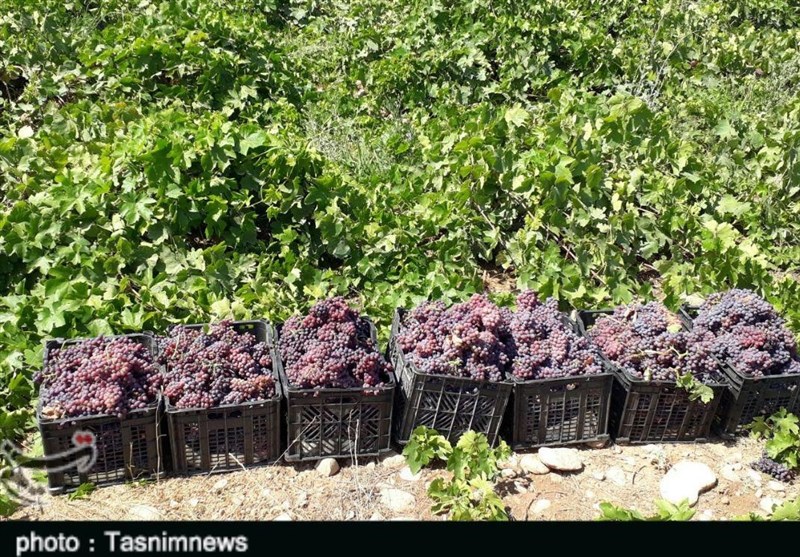 برداشت انگور از تاکستان‌های پلدختر