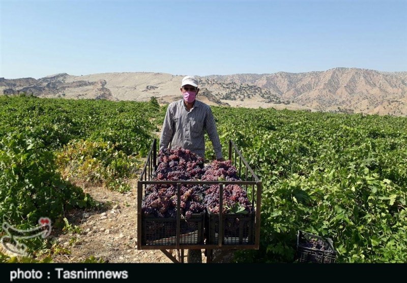 برداشت انگور از تاکستان‌های پلدختر