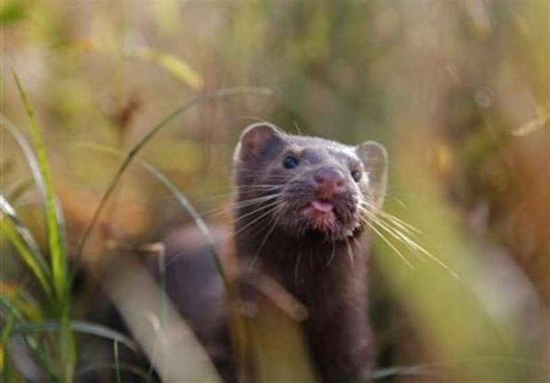 مشاهده یک گونه نادر حیوانی برای نخستین‌بار در اندیکا