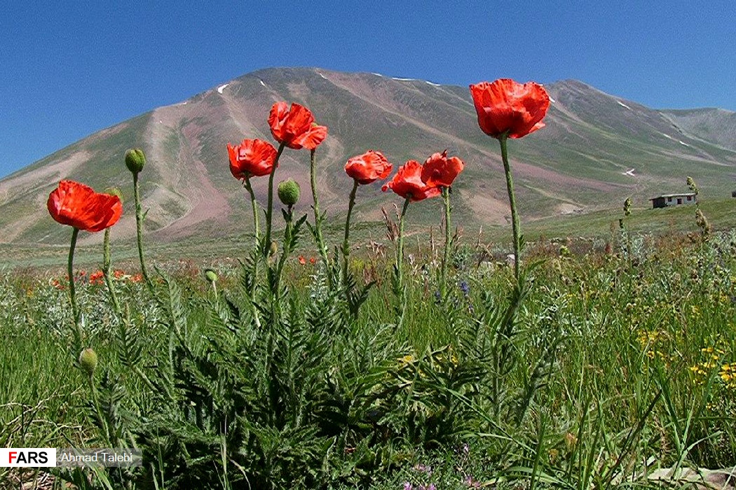  سهند، عروس کوه‌های ایران
