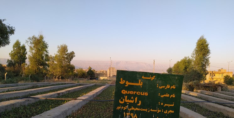 جنگل‌های سوخته زاگرس جان دوباره می‌گیرند