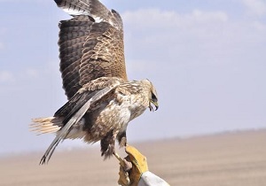 نجات یک بهله سارگپه در سنندج