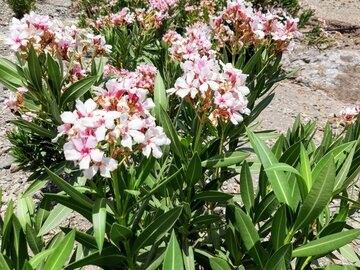 عکس/طبیعت روستای هلیله ای ریگان