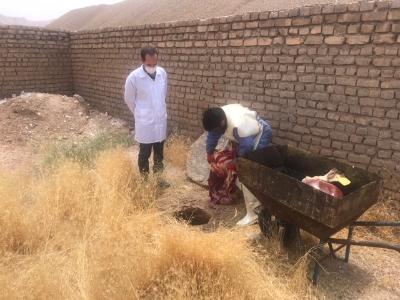 معدوم کردن یک تن گوشت قرمز غیربهداشتی در قاین