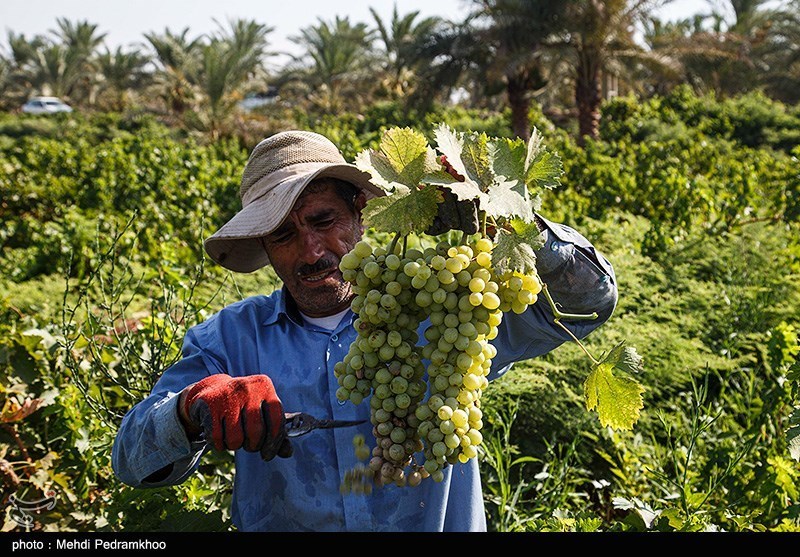عکس/ برداشت انگور از تاکستان غزاویه کارون