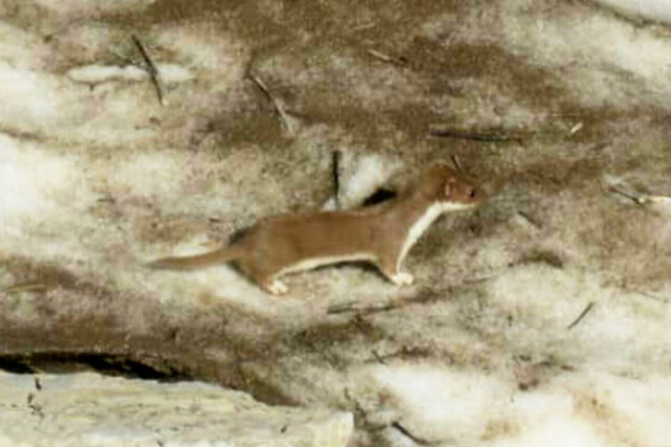 کوچک‌ترین گوشتخوار جهان در خوزستان