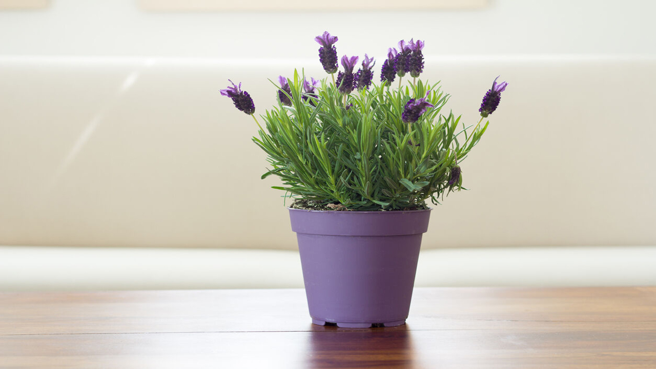 گیاهانی برای دفع حشرات آزاردهنده