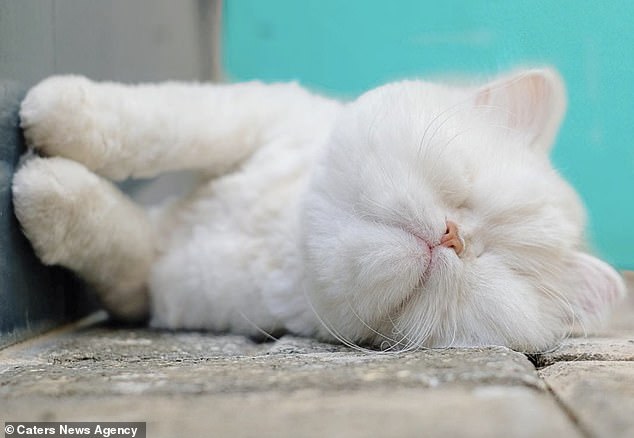 موئت؛ گربه پرشین نابینا که ستاره شبکه های اجتماعی شده است!