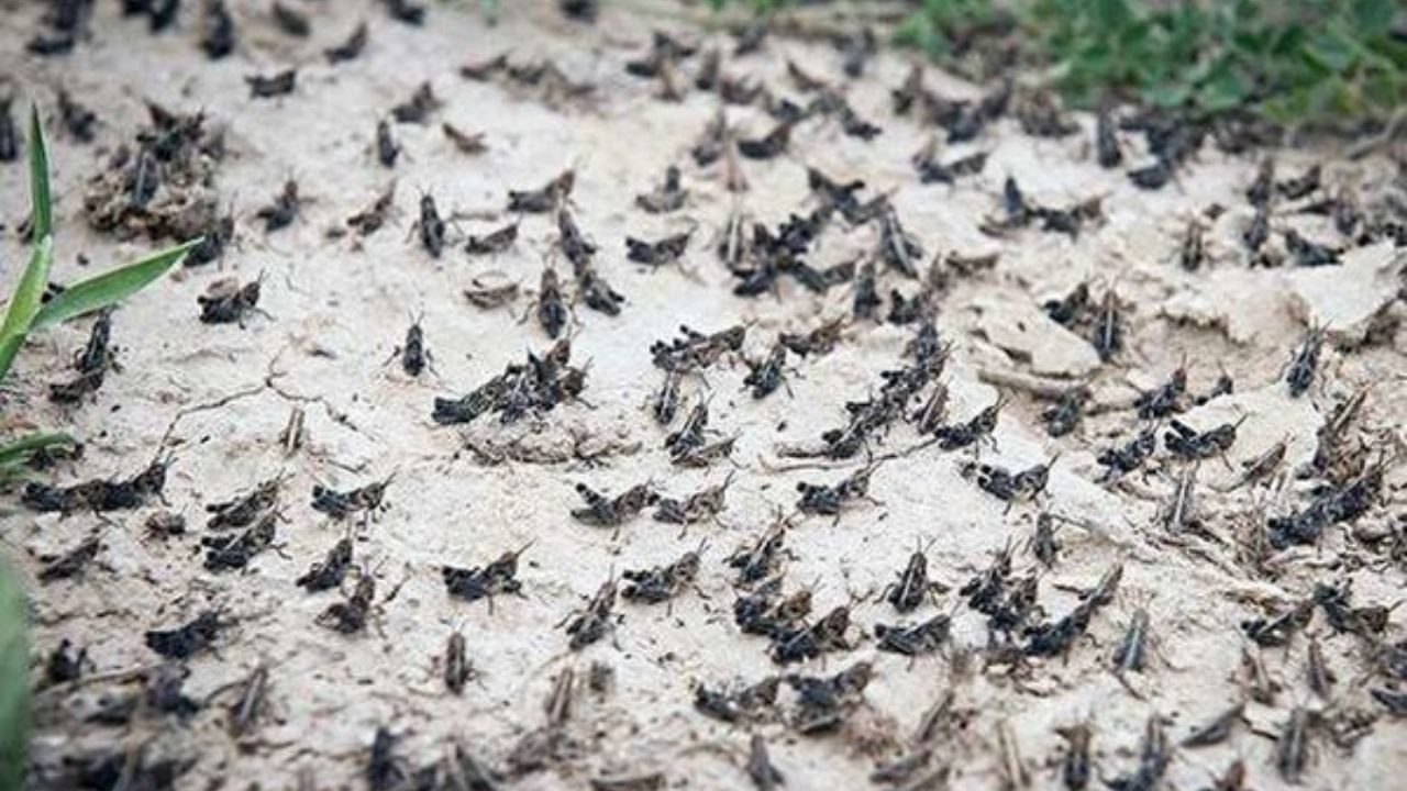 پای ملخ‌های صحرایی به باغ‌های خراسان جنوبی هم رسید
