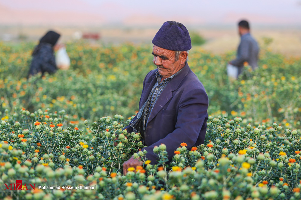 عکس/ برداشت گل خشت در کرمان