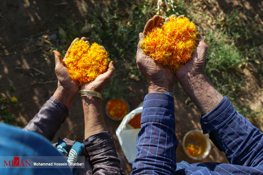 عکس/ برداشت گل خشت در کرمان