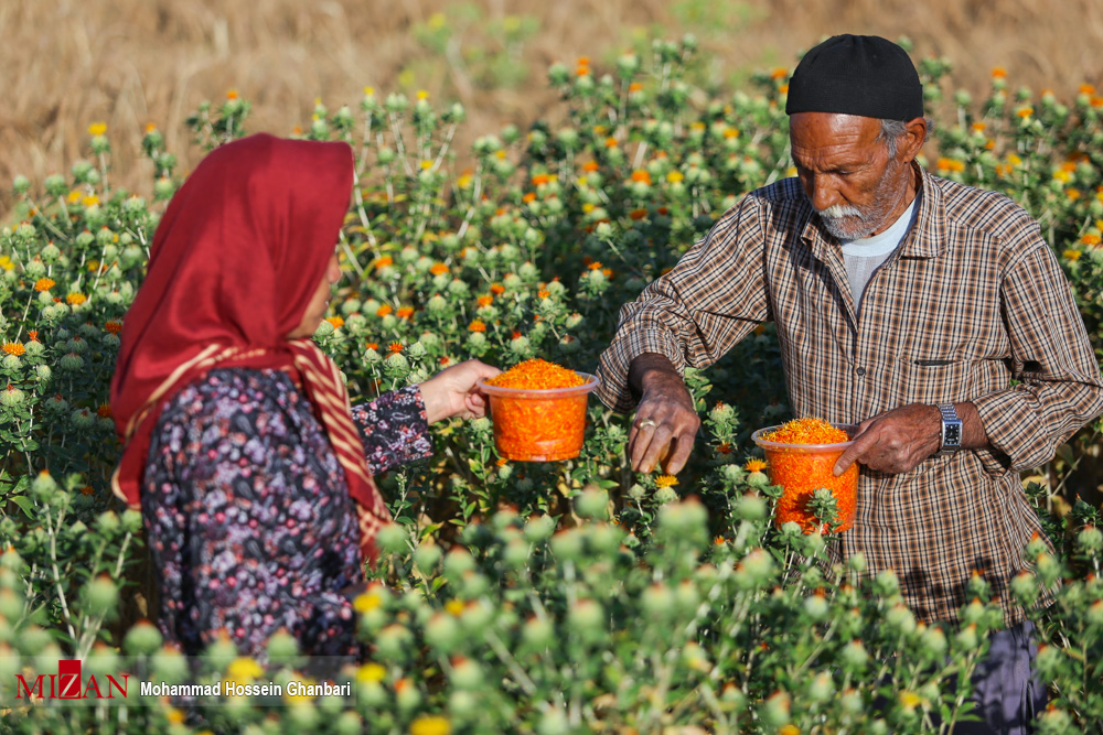 عکس/ برداشت گل خشت در کرمان