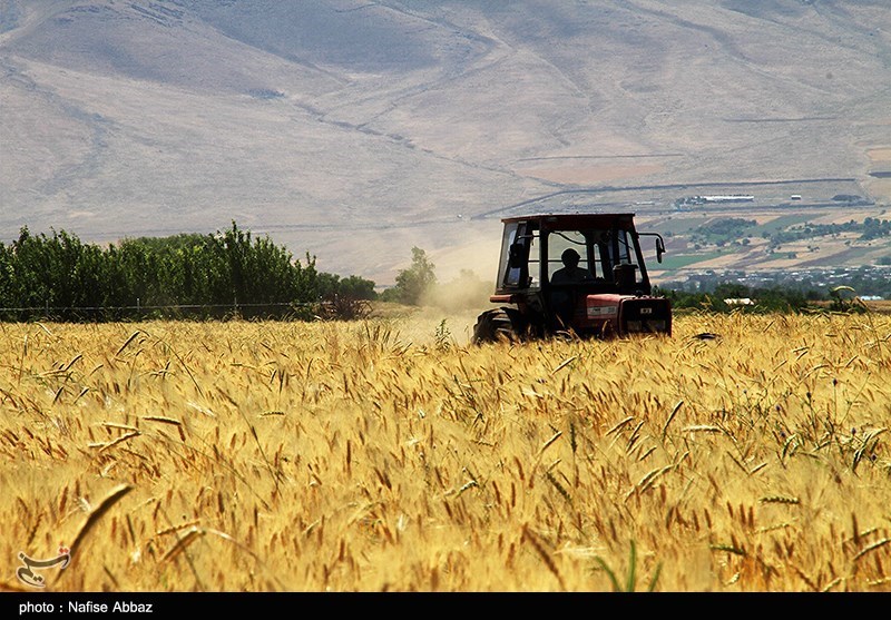 برداشت سنتی جو در شازند