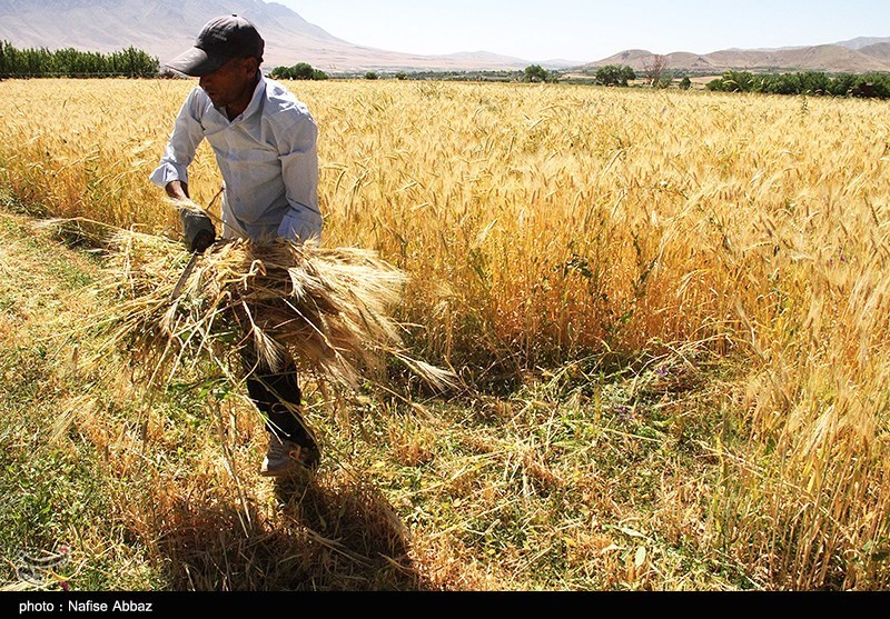 برداشت سنتی جو در شازند